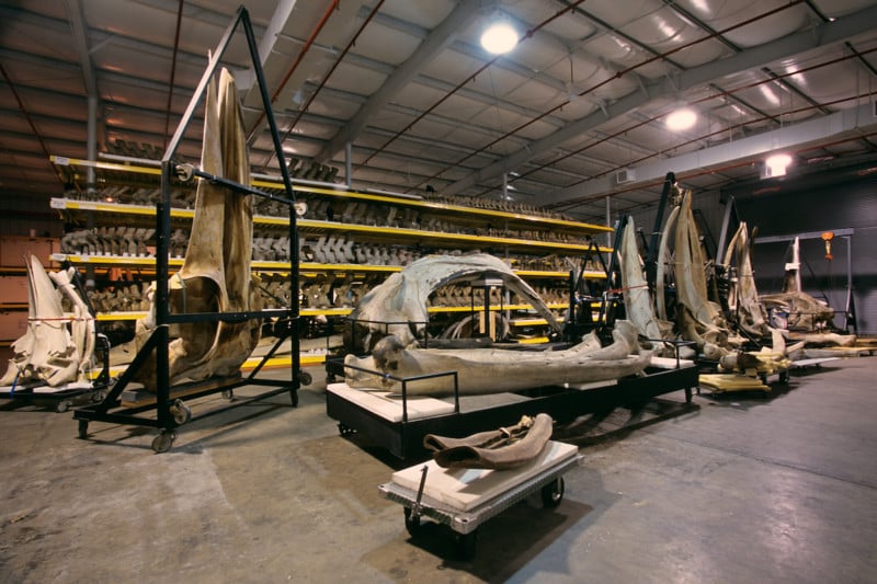 Whale skeletons from the Department of Vertebrate Zoology's marine mammals collections are displayed in storage at the Smithsonian Institution's Museum Support Center (MSC), located in Suitland, Maryland.