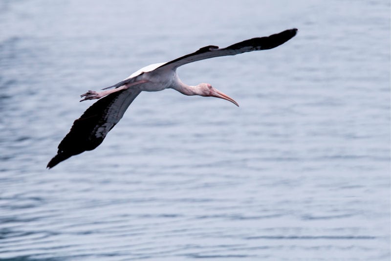 Another Milky Stork shot in flight. Not bad - it's not pin sharp on the face but I'll admit my tracking technique isn't always perfect.