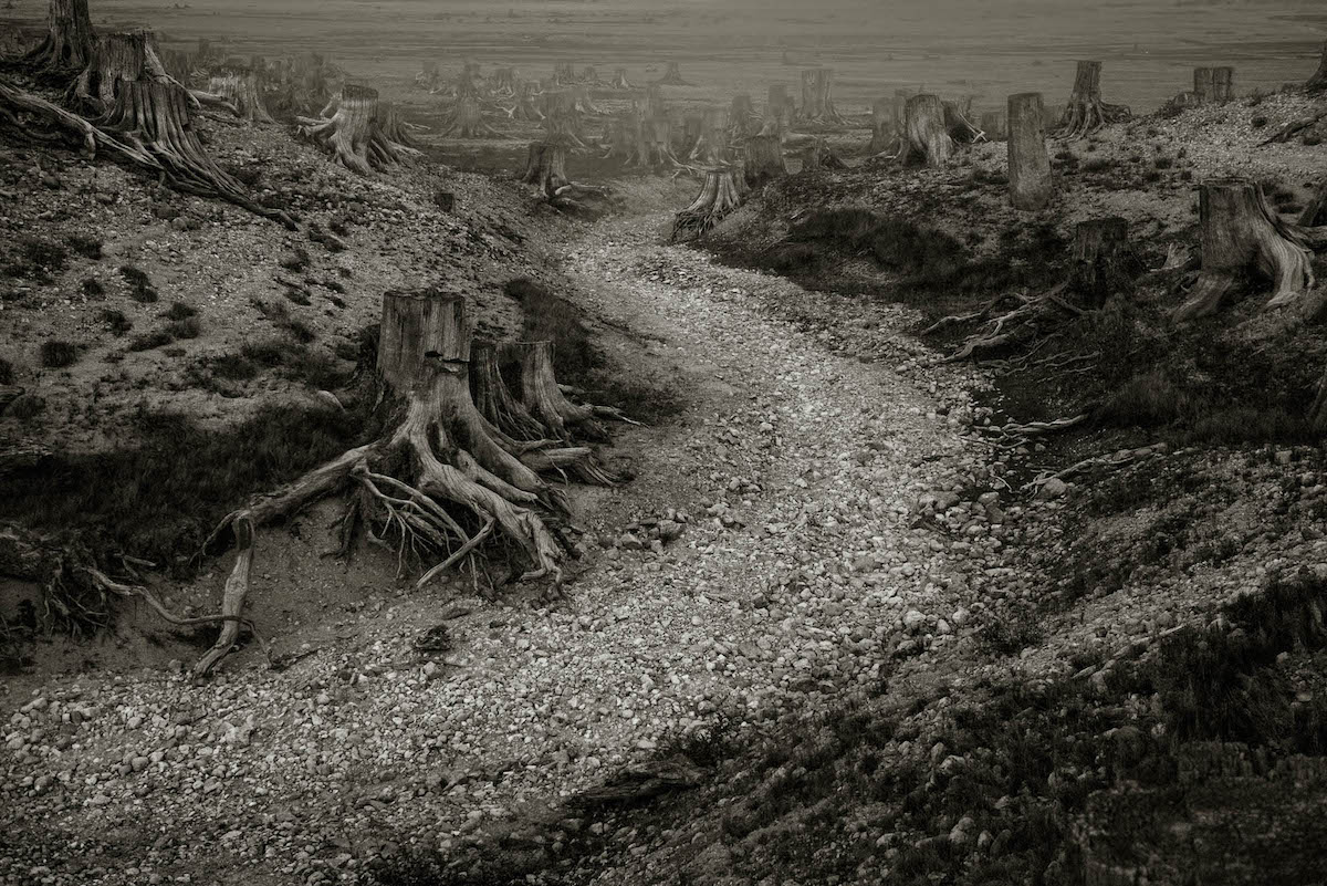 Dark, Beautiful, and Haunting Photos of a Valley of Clear-Cut Tree ...