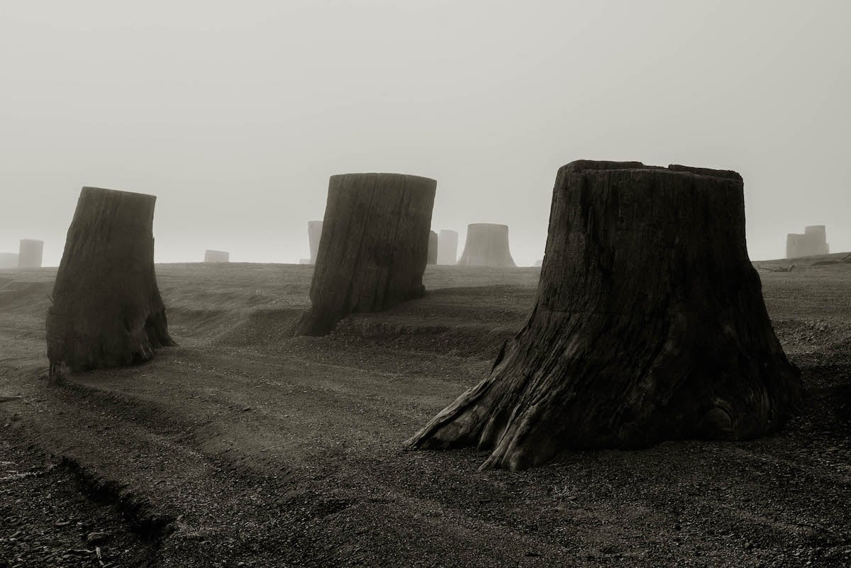 Dark, Beautiful, and Haunting Photos of a Valley of Clear-Cut Tree ...