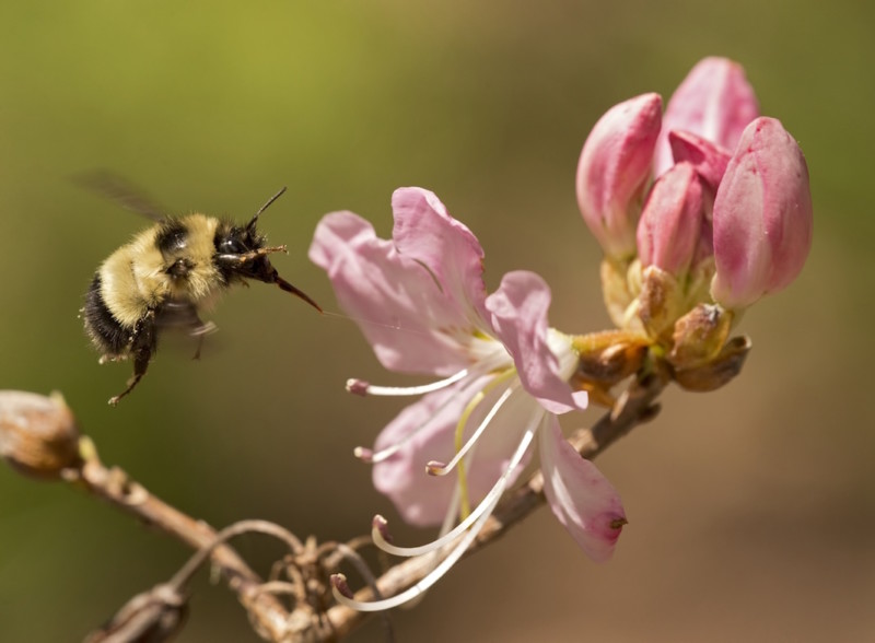 Bombus sandersoni, Sanderson's Bumble Bee, visiting Azalea, Highlands, North Carolina