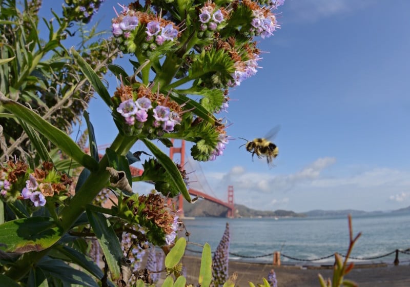A Black-tailed bumble bee, (Bombus melanopygus) flies in front of the Golden Gate Bridge.