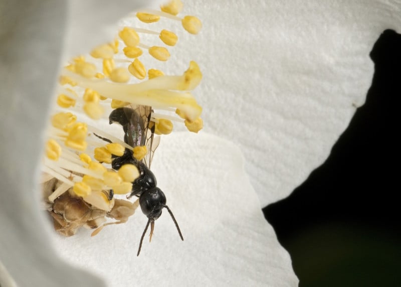 A mason bee, Chelostoma philadelphi, male, is captured by an ambush bug (Phymata sp) that lies hidden in a mock orange (Philadelphus sp) blossom. Chelostoma philadelphi is a bee that prefers mock orange flowers for foraging.