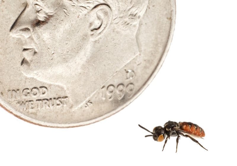 A Cuckoo Bee (Holcopasites calliopsidis) is dwarfed beside a US dime.