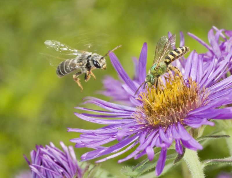 A Halictus Sweat Bee (Halictus poeyi) prepares to land on an Aster next to a Metallic Green Bee (Agapostemon splendens), South Carolina.