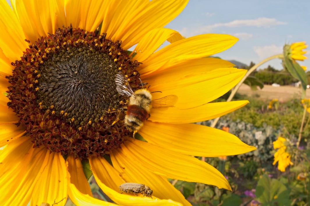 These Beautiful Photos Highlight the Incredible Diversity of Bees ...