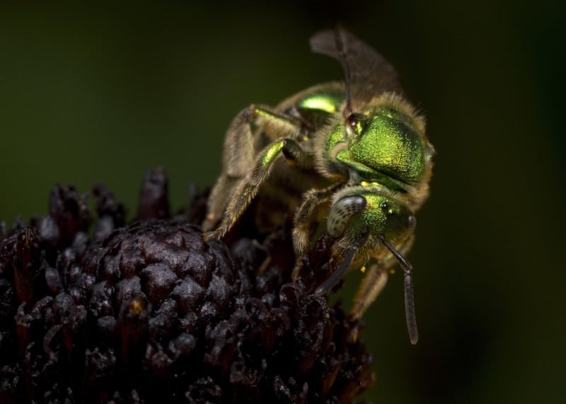 Metallic Green Bee (Augochloropsis metallica) collecting nectar and pollen from a Black-eyed Susan (Rudbecki fulgia), South Carolina, USA