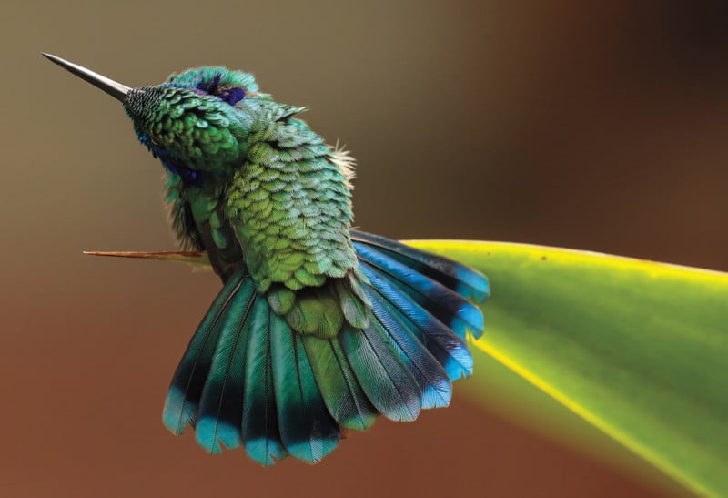 Credit: Green Violetear. Barbara Driscoll/Audubon Photography Awards