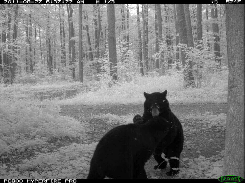 Bears-1024x768