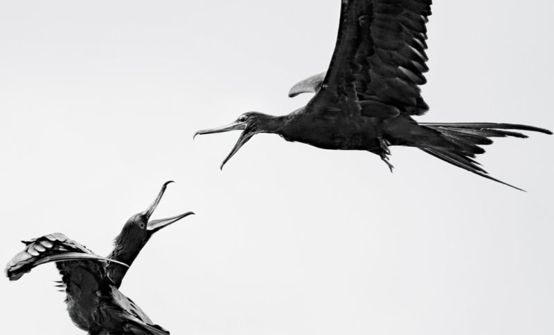 Credit: Great Frigatebird. Carolina Anne Fraser/Audubon Photography Awards