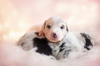 Heart-Melting Dog Portraits by Alicja Zmyslowska | PetaPixel