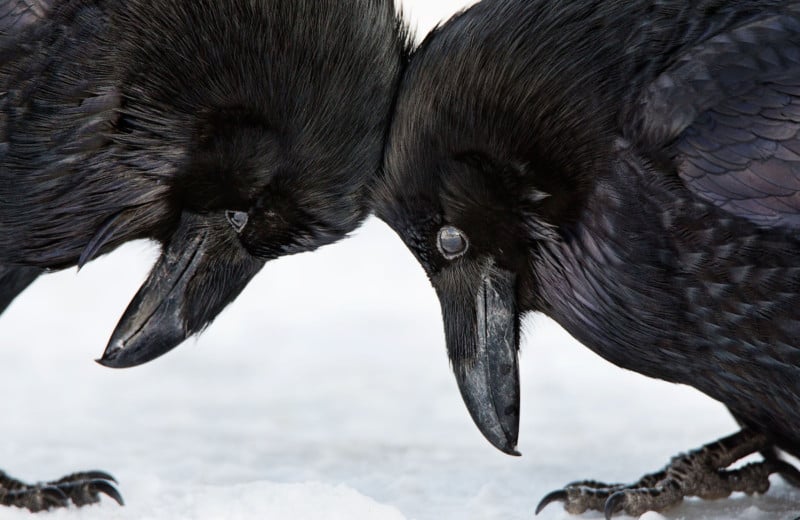 Credit: Common Raven. Colleen Gara/Audubon Photography Awards