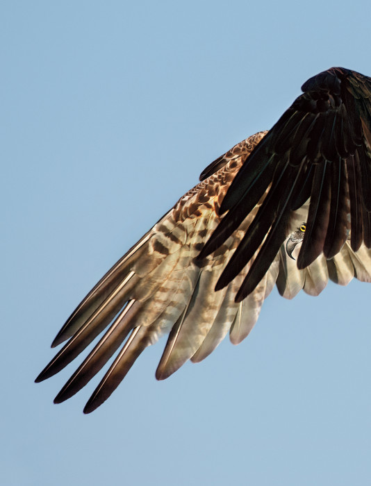 Credit: Osprey. Dick Dickinson/Audubon Photography Awards