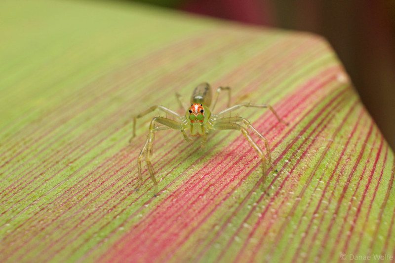 Jumping-Spider-1024x683
