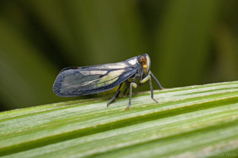 Leafhopper-1024x683