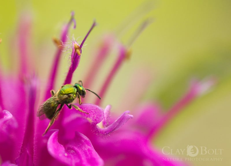 Metallic Green Bee (Augochlorella sp) on Bee Balm (Monarda didyma).