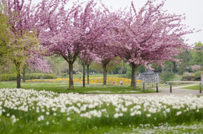 f/1.4 – L'infini au point, les arbres et les fleurs au point.