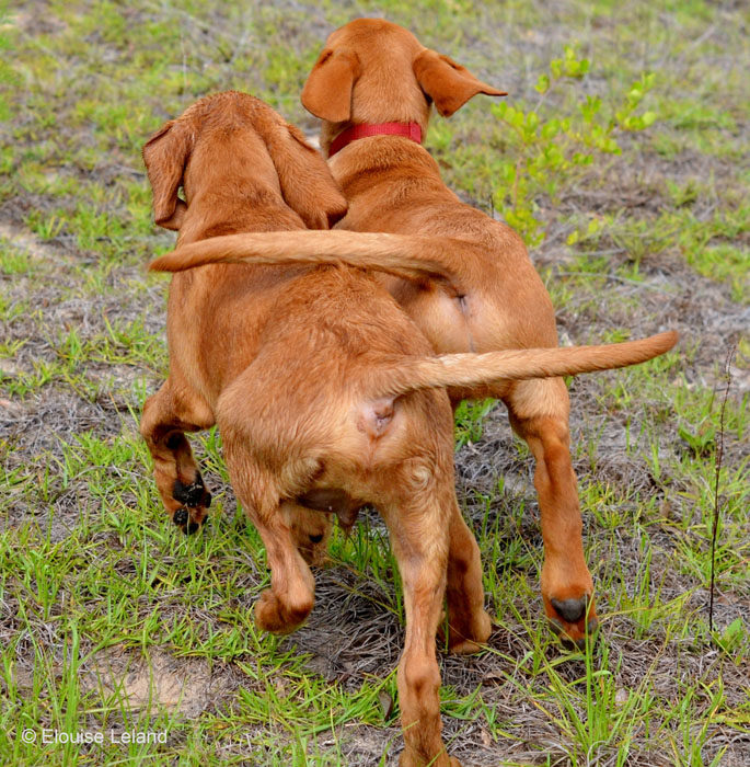 Dogs at Play 2nd Place Winner, Elouise Leland, USA. “Brothers: forever buddies”