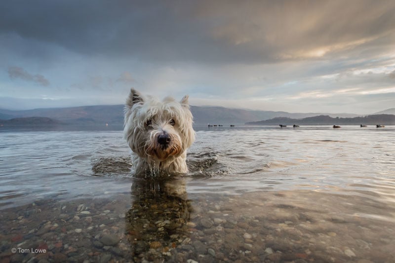 Dogs at Play 1st Place Winner, Tom Lowe, UK. “Baxter’s Highland Adventure”