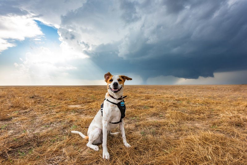 Dog storm clearance