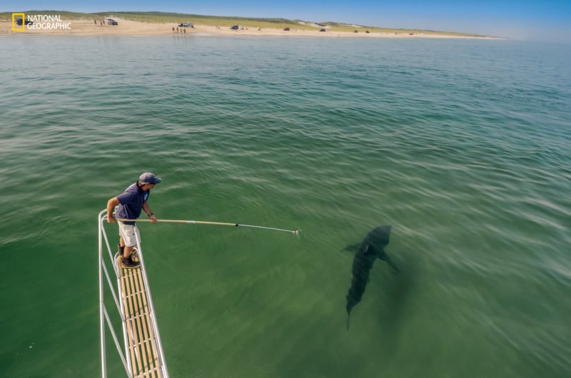 Biologist Greg Skomal tries to record video of a shark near a popular swimming area off Cape Cod. For the  rst time in modern history, great whites have begun regularly returning to the waters of this vacation spot.