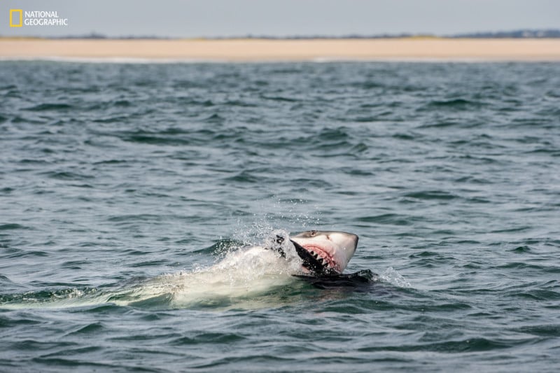A great white bites a seal decoy off Cape Cod. Sharks often attack cautiously, apparently fearing injury from a seal’s claw. Frequently they will bite, then back off and allow the prey to bleed to death.