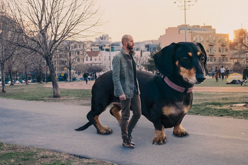 Photos of Vivian the Giant Wiener Dog | PetaPixel