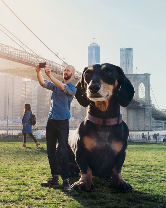 best puppy collar and leash