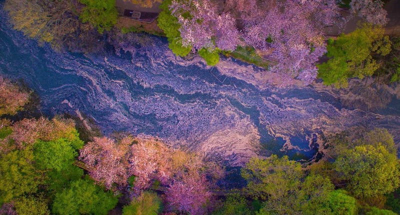 Photos of Cherry Blossoms Turning Ponds Pink in Japan