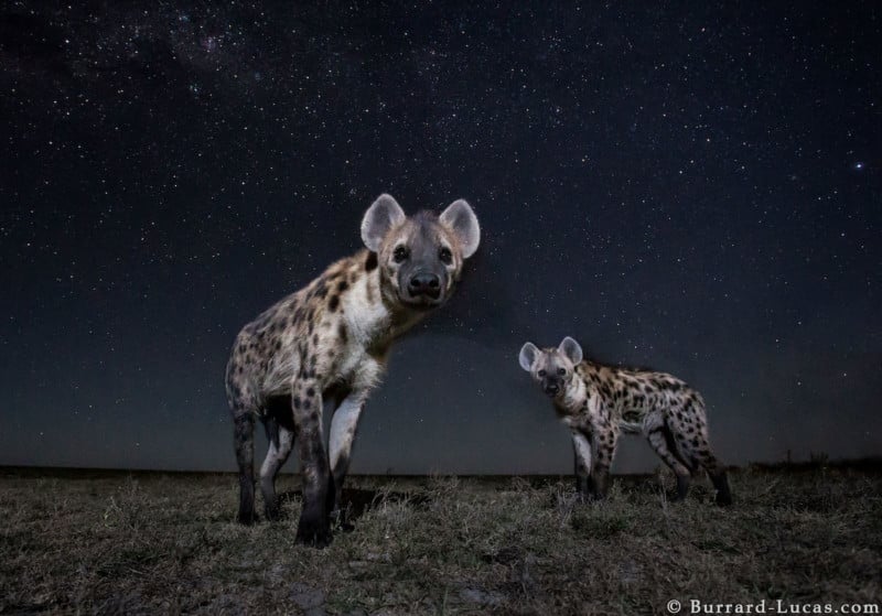 Hyenas at Night