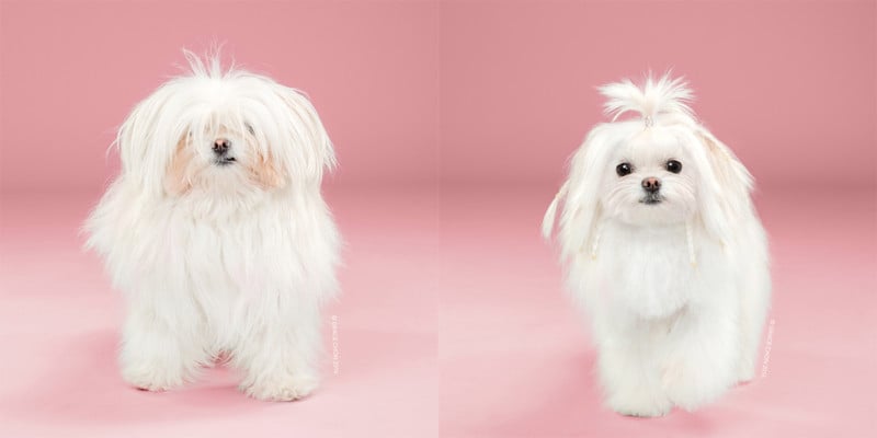 Yuki, groomed by Alyson Ogimachi 