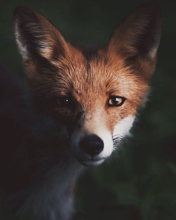 This Nature Photographer is an Animal Whisperer | PetaPixel