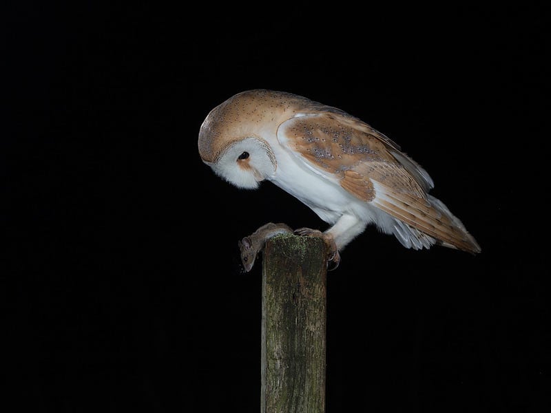 Barn Owl on post.