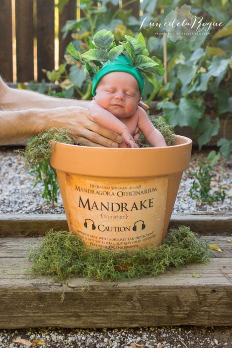 Harry Potter Newborn Shoot Features a Baby Mandrake