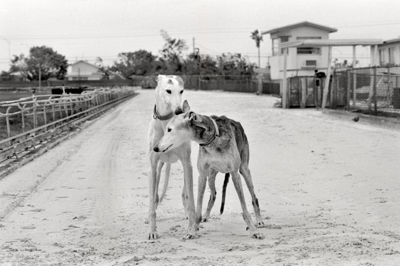 Rosie, 13 years old. Princess, 14 years old. Hileal, Florida, Friends of Greyhounds