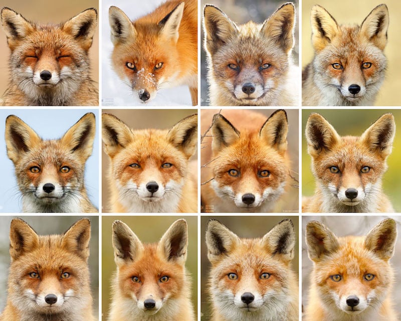 Portraits of Foxes and Their Unique Personalities Explained