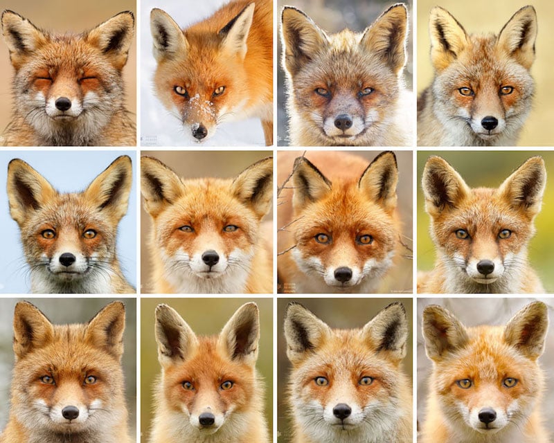 Portraits Of Foxes And Their Unique Personalities Explained Petapixel