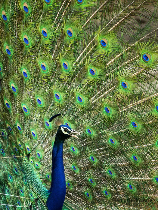 Indian Peafowl – RX10 III @600mm f/4, 1/200, iso64