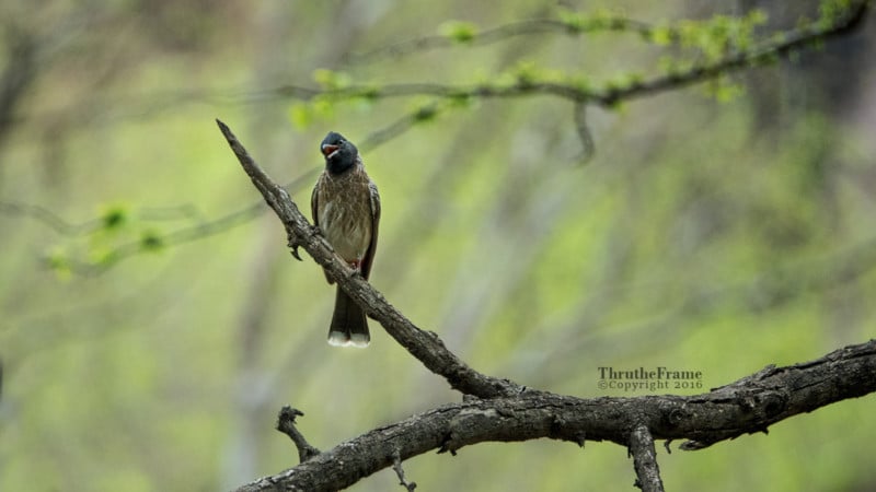 Red Vented Bulbul – RX10 III @600mm, f/4, 1/500, iso640