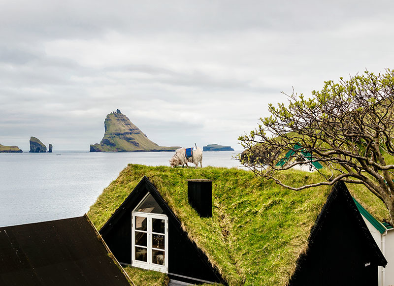 A 360 Sheep on a roof.