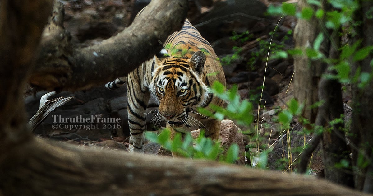 Photos a Camera: A Tiger Safari and a Sony RX10 III | PetaPixel