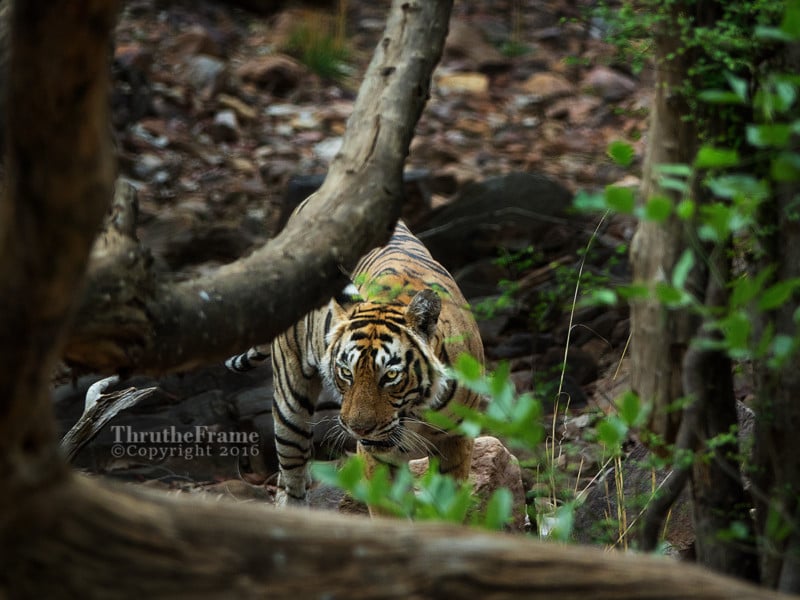 T19 coming towards the water hole – RX10 III @500mm, f/4, 1/500, iso200