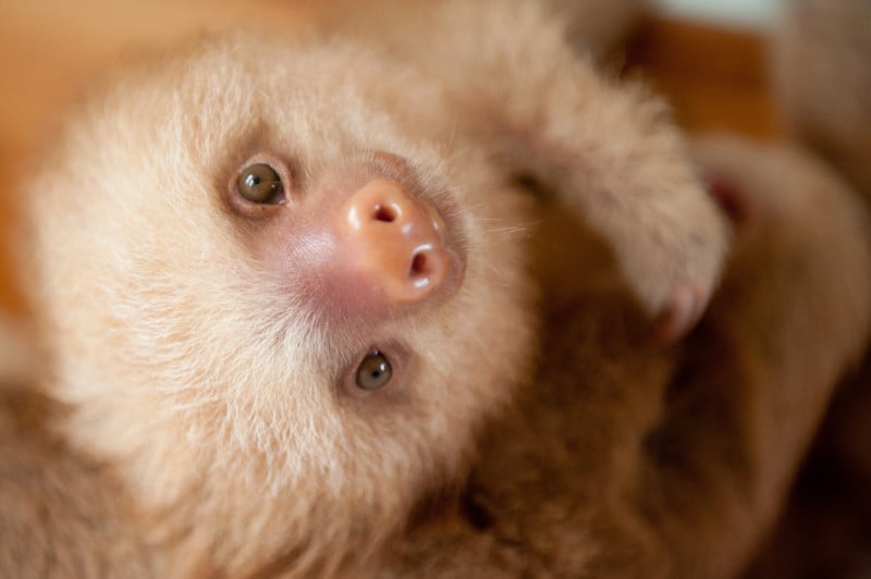 baby sloths cute