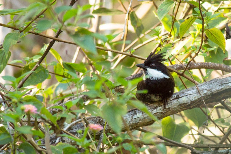 Eastern Whipbird (Psophodes olivaceus) 