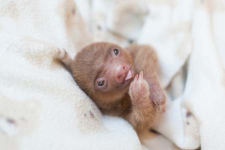 Adorable Portraits of Rescued Baby Sloths | PetaPixel