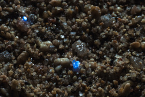 Photos of Hermit Crabs with Beach Trash Homes | PetaPixel