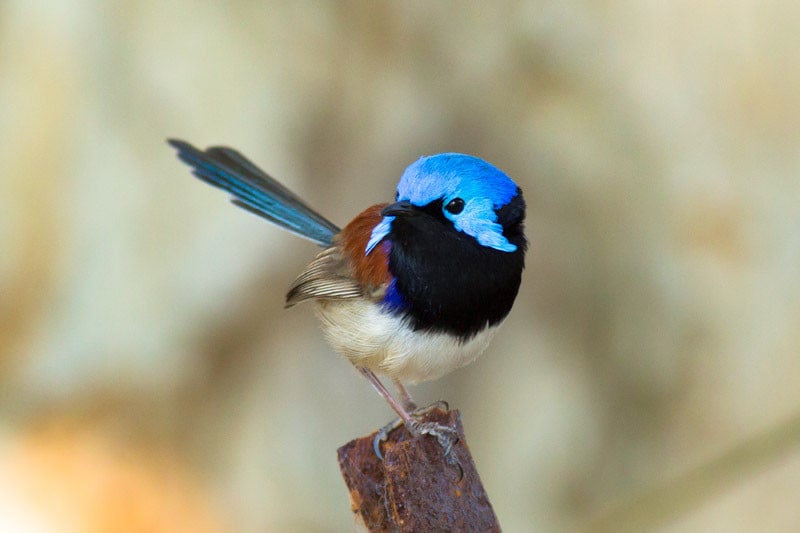 Male Variegated Fairywren (Malurus rogersi)