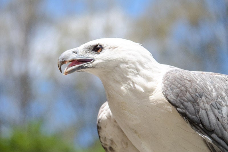 White-bellied Sea Eagle (Haliaeetus leucogaster)