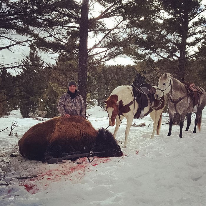 A wild bison taken near Gardiner, Montana in early January 2016.