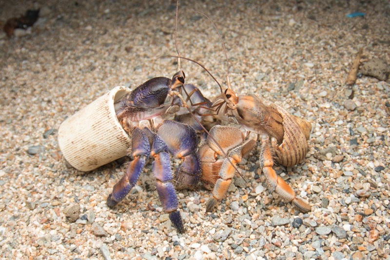 fighting over shells &plastic